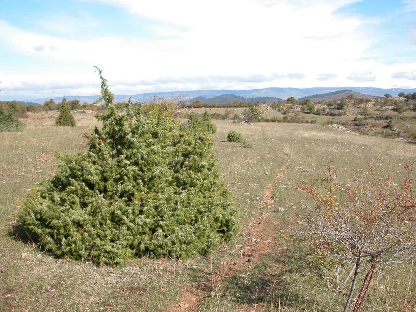 Juniper, Common plant